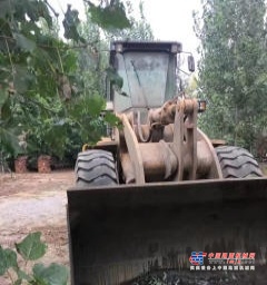 保定市出售转让二手柳工装载机
