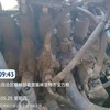 锡林郭勒盟出售转让二手不详小时2020年徐工XE900D挖掘机