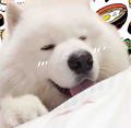 活捉一只大白狗