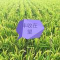 龙兵过