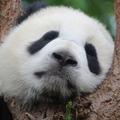 会说话的肘子