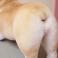 布莱恩卢