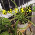 老许爱生活